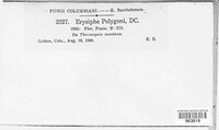 Erysiphe polygoni image